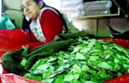 bolivia Coca leaves market, Bolivia (photo: Yan Boechat)